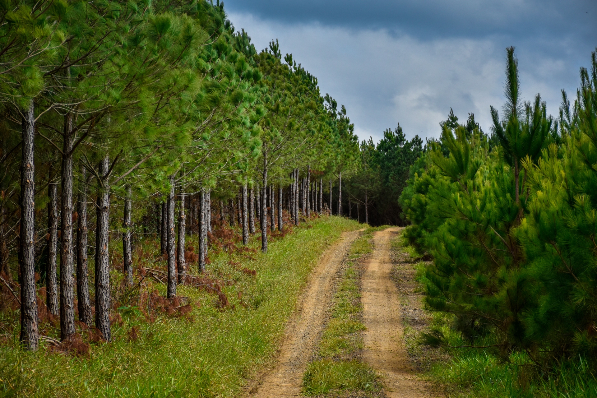 New Forests, partners debut African forestry fund